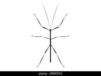 Black and White Walkingstick Clipart Vector isolated on White Background Stock Vector