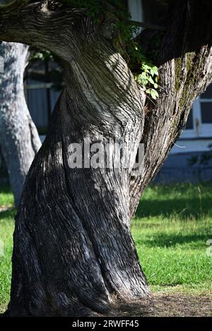 An old live oak tree with twisted trunk at the lighthouse on Ocracoke Island. Stock Photo