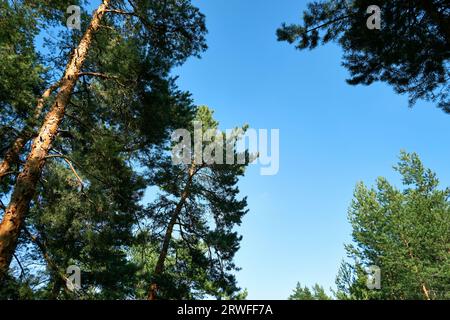 Pine trees against the blue sky Stock Photo