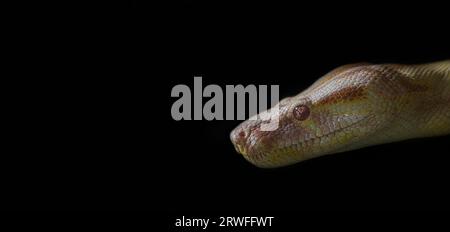 Snake head isolated on black background Stock Photo