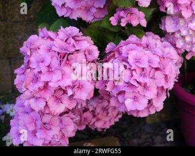 Large Conical-shaped Mauve/Lilac Hydrangea Macrophylla Flowerheads grown in an English Cottage Garden, Lancashire, England, UK. Stock Photo