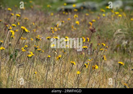 Artenreiche Blumenwiesen im Waliser Val de Bagnes Stock Photo