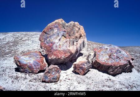 Petrified Wood at Petrified Forest National Park, Arizona USA, with clear blue sky. A petrified log has crystallized into many varied colors formed by Stock Photo