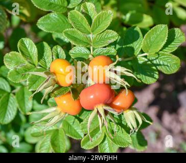 Some orange and yellow rose hips growing in a garden on a sunny day. Stock Photo