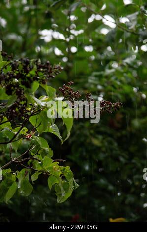 Wilted lilac flowers in the rain Stock Photo