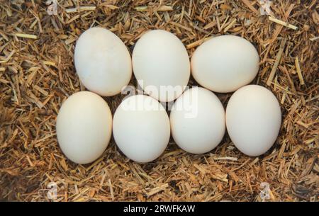 Chicken eggs in its nest or hatching place. White and brown chicken's eggs isolated on hatching basket or nest. Eggs ready for hatching. Birds eggs. Stock Photo