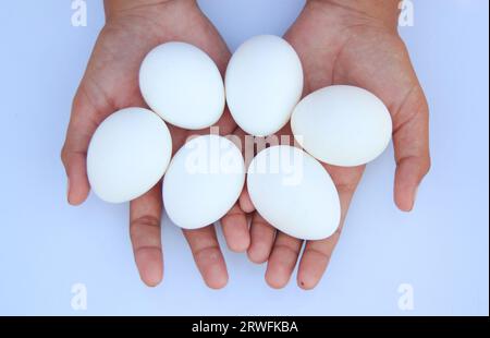 Hen's eggs isolated on girl's hand against white background. White eggs isolated on hand against white background. Eggs ready for hatching. Proteinous Stock Photo