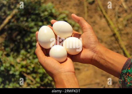 Hen's eggs isolated on girl's hand against Natural background. White eggs isolated on hand against blurred background. Eggs ready for hatching.Protein Stock Photo