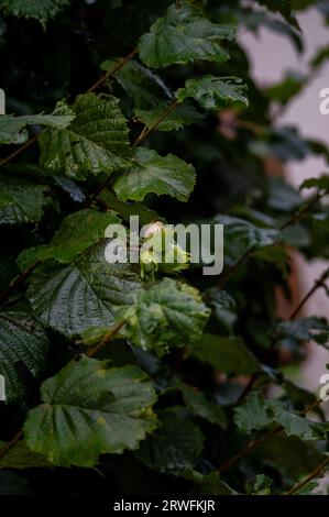 the green, unripe fruit of a hazel bush (Corylus avellana) Stock Photo