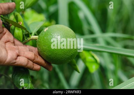 Close up green pomelo fruit hanging on Branch. Green Pomelo (Citrus grandis) Pomelos are the largest fruit oranges. These fruits have vitamin C. Stock Photo
