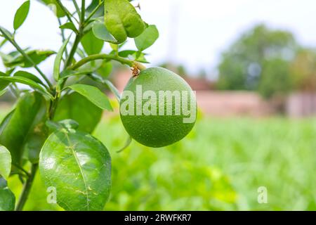 Close up green pomelo fruit hanging on Branch. Green Pomelo (Citrus grandis) Pomelos are the largest fruit oranges. These fruits have vitamin C. Stock Photo
