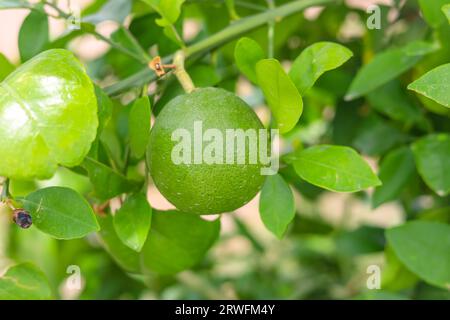 Close up green pomelo fruit hanging on Branch. Green Pomelo (Citrus grandis) Pomelos are the largest fruit oranges. These fruits have vitamin C. Stock Photo