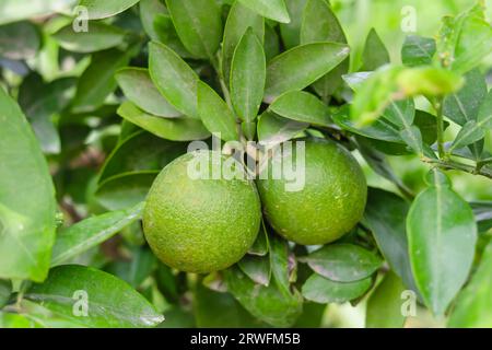 Close up green pomelo fruit hanging on Branch. Green Pomelo (Citrus grandis) Pomelos are the largest fruit oranges. These fruits have vitamin C. Stock Photo