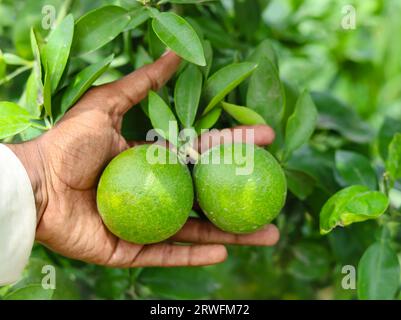 Close up green pomelo fruit hanging on Branch. Green Pomelo (Citrus grandis) Pomelos are the largest fruit oranges. These fruits have vitamin C. Stock Photo