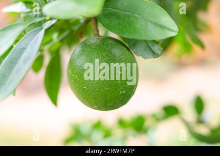 Close up green pomelo fruit hanging on Branch. Green Pomelo (Citrus grandis) Pomelos are the largest fruit oranges. These fruits have vitamin C. Stock Photo