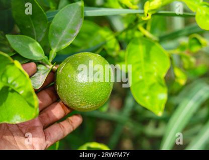 Close up green pomelo fruit hanging on Branch. Green Pomelo (Citrus grandis) Pomelos are the largest fruit oranges. These fruits have vitamin C. Stock Photo
