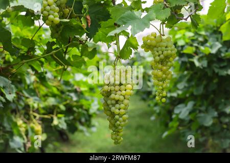 Close up of grapes hanging on branch. Hanging grapes. Grape farming. Grapes farm. Tasty green grape bunches hanging on branch. Grapes. Stock Photo