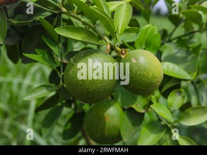Close up green pomelo fruit hanging on Branch. Green Pomelo (Citrus grandis) Pomelos are the largest fruit oranges. These fruits have vitamin C. Stock Photo