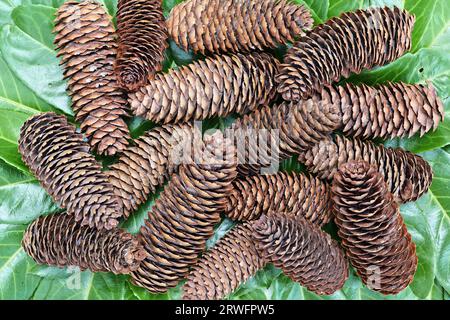Pine cones are the fruit structures of fir trees and are suitable for Christmas decorations. Stock Photo