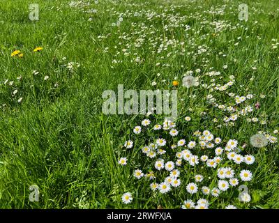 Beautiful white daisy flowers, dandelions and green grass growing in meadow Stock Photo