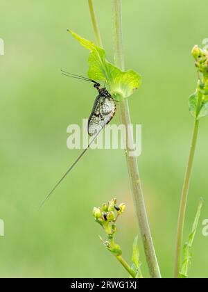 Common Mayfly (Ephemeroptera) adult at rest in plant stem, Herefordshire, England, May Stock Photo