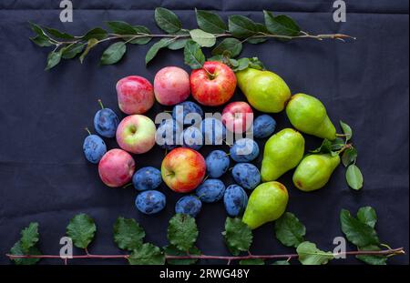 Pears, apples and plums on a black background. Stock Photo