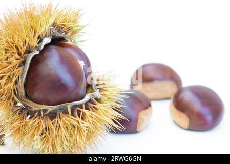 Chestnuts in a chestnut burr on white background. European species, sweet chestnut (Castanea sativa), selective focus and copy space on the right Stock Photo