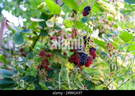 Wild Blackberries Ripening on the Vine in California. High quality photo Stock Photo