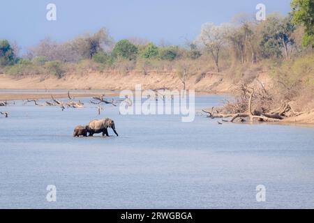 Crossing elephants through the river in the Masai country; Barbant ...