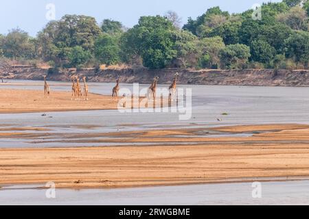 Giraffes (Giraffa camelopardalis thornicroft), walking along the Luangwa river. South Luangwa National Park, Zambia, Africa Stock Photo