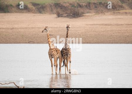 Rhodesian giraffe (Giraffa camelopardalis thornicroft), 2 animals wading in river, South Luangwa National Park, Zambia, Africa Stock Photo