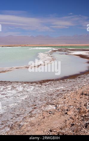 Laguna Tebenquiche with stromatolites. Salar de Atacama, Antofagasta, Chile. Stock Photo