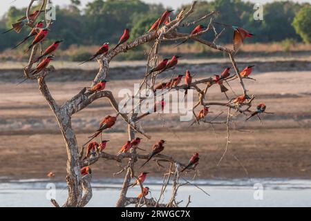 Carmine Bee-eaters (merops nubicoides) flock, red birds are perched on a dead tree above the Luangwa River. South Luangwa National Park, Zambia Stock Photo