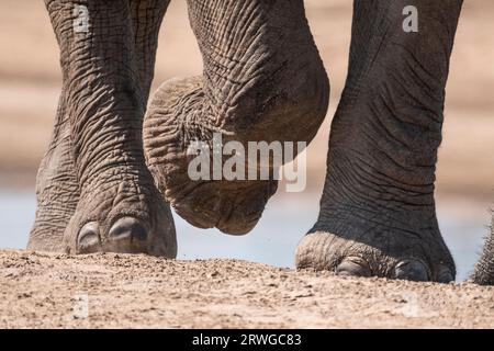 Close-up of African elephant feet. The animal is walking, one front foot lifted. Background water. South Luangwa National Park, Zambia Stock Photo