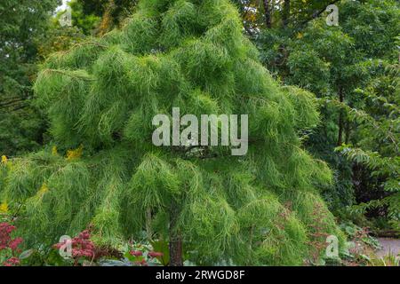 Taxodium distichum var.imbricarium Nutans, or nodding pond cypress  a deciduous coniferous tree of great beauty Stock Photo