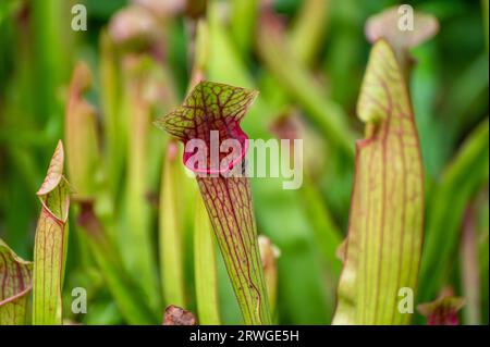 A fly sits on a pitcher plant Stock Photo