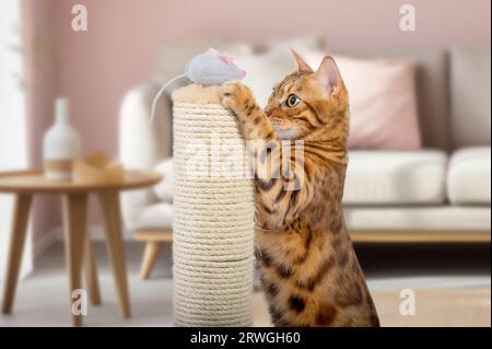 A Bengal cat plays with a plush mouse on a scratching post. Cat and scratching post. Stock Photo