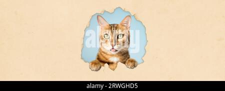 A cat looks out of a hole on a yellow studio background. Pet peeking through torn paper background, copy space Stock Photo