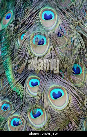 Close up of Beautiful Peacock Feathers Eyespots on a Peacock Stock Photo