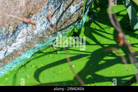 Eutrophication pollution blue-green algae Lough Neagh 2023. Toxic surface scum and algal bloom on freshwater lake. Stock Photo