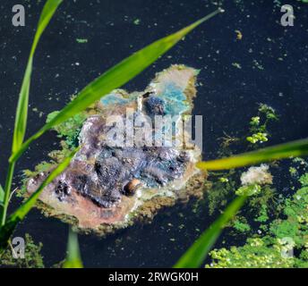 Eutrophication pollution blue-green algae Lough Neagh 2023. Toxic surface scum and algal bloom on freshwater lake. Stock Photo