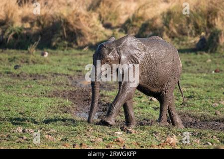 Baby elephant (Loxodonta africana) playing in mud, wet body walking to its mother. Lower Zambezi National Park, Zambia Stock Photo