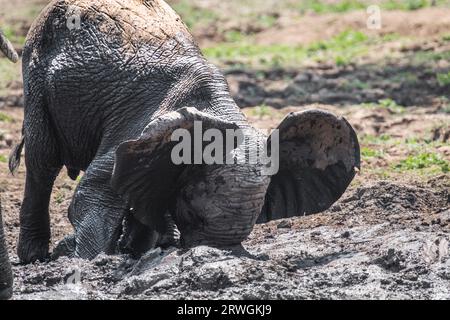 Elephant baby (Loxodonta africana) playing in the mud. Lower Zambezi National Park, Zambia. Stock Photo