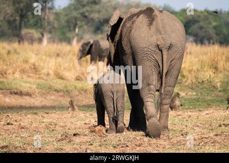 Elephant cow walks with her elephant baby on her left side through the African savannah. Lower Zambezi National Park, Zambia Stock Photo