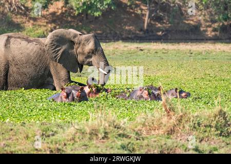 Elephant (Loxodonta africana) passing hippos in water of a lagoon of the Zambezi river. Hippos are in front. Lower Zambezi National Park, Zambia Stock Photo