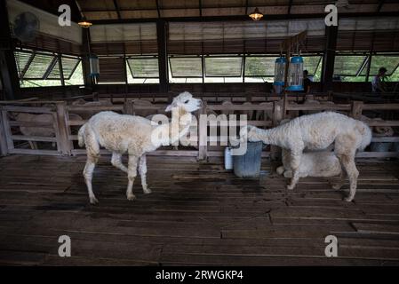 Animal feeding at Primo Piazza, Italian architecture in Khao Yai, Thailand - Primo Piazza is famous for its stunning scenery and elegant Italian archi Stock Photo