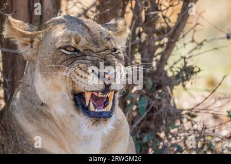 Lioness snarling (Panthera leo), lion is resting in the shade under a tree. Displaying her teeth. South Luangwa National Park, Zambia Stock Photo