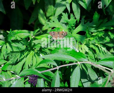 Speckled wood butterfly Pararge aegeria, Wales. Stock Photo