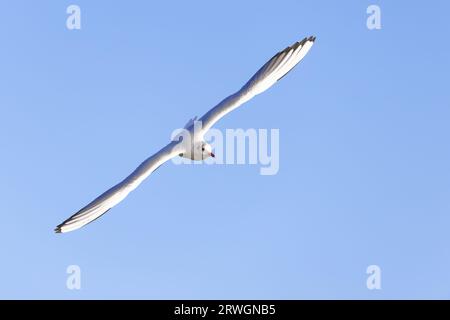 Black-headed Gull - in flight Chroicocephalus ridibundus Essex,UK BI032912 Stock Photo