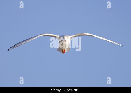 Black-headed Gull - in flight Chroicocephalus ridibundus Essex,UK BI032914 Stock Photo